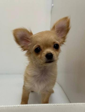 チワワ(ロングコート)